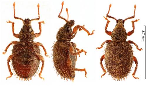 Otiorhynchus uncinatus